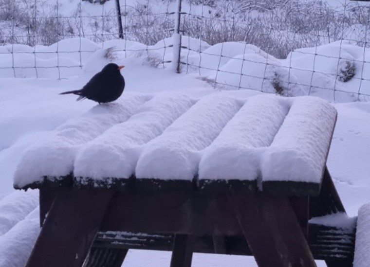 Bird sitting on a bench surrounded by snow