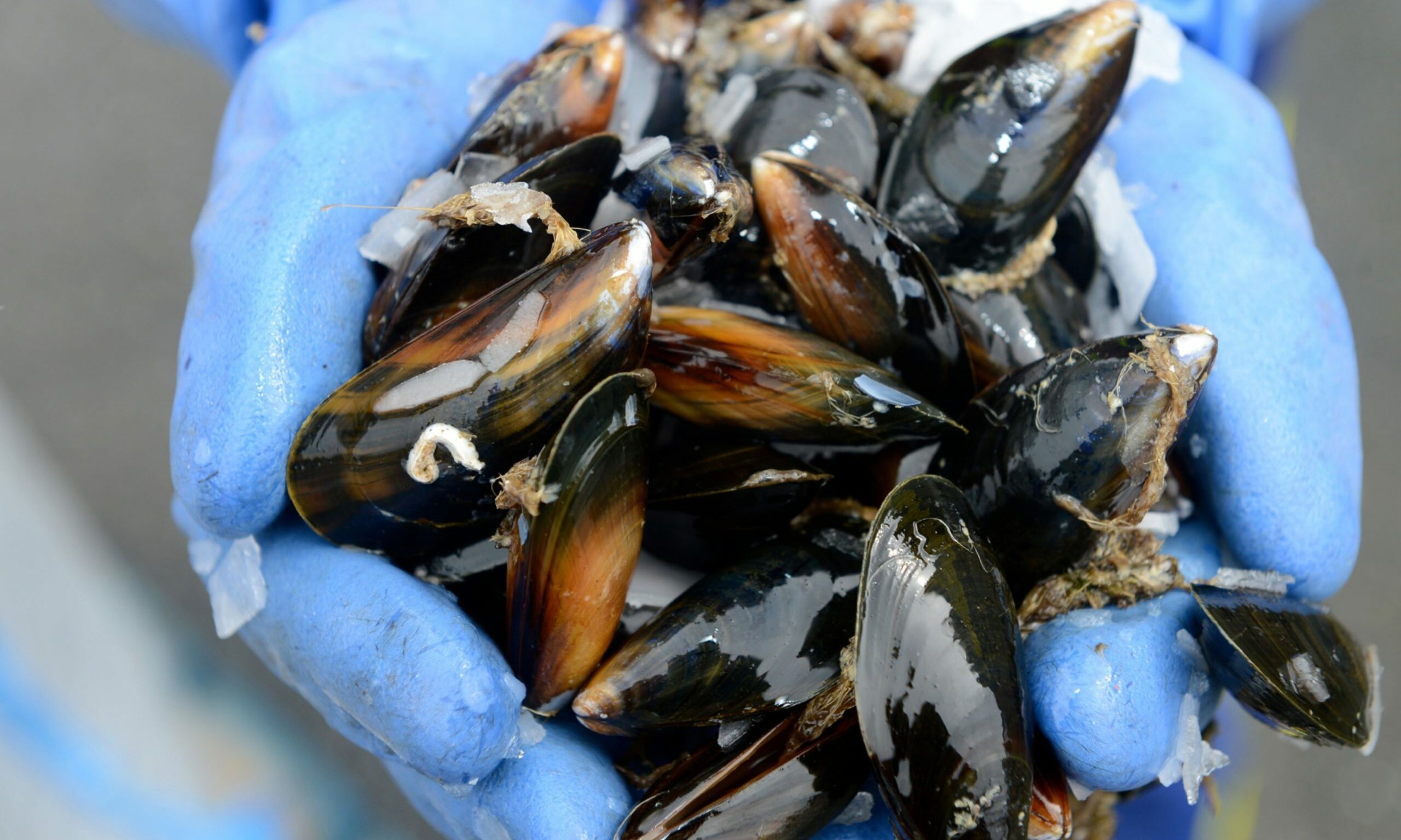 shellfish stock image